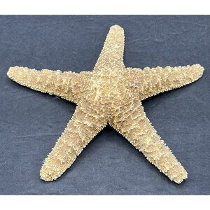 Starfish Beach Ocean Nautical Decor Crafts Coastal Art 6.5"